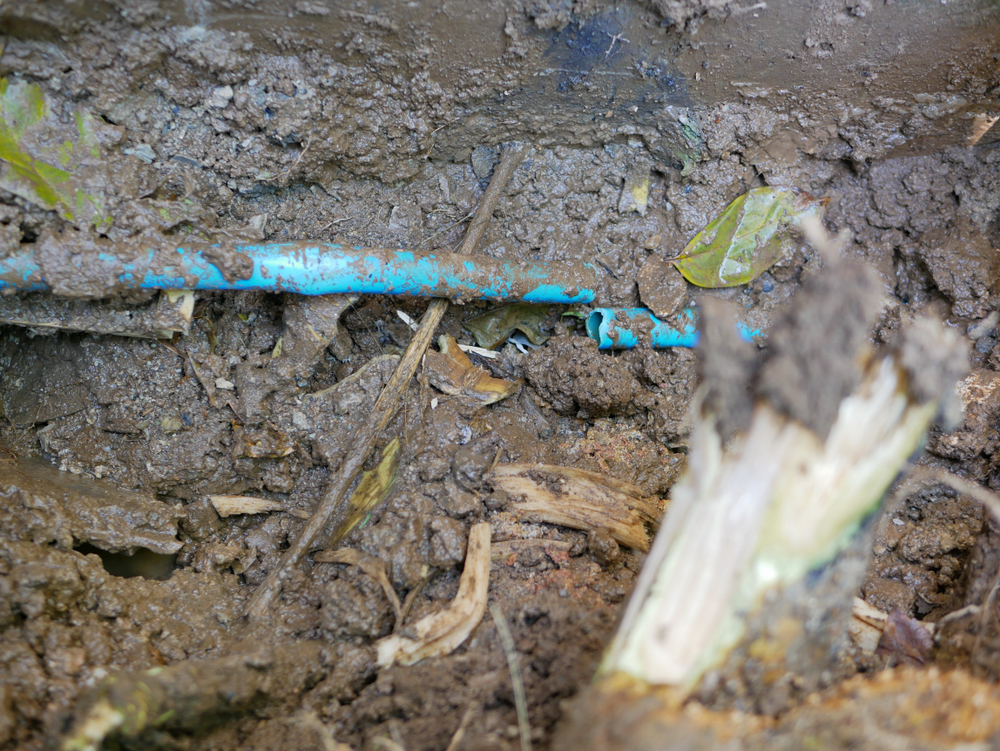 How Tree Roots can Cause Water Line Damage - Preventive Measures How Tree Roots can Cause Water Line Damage - Preventive Measures