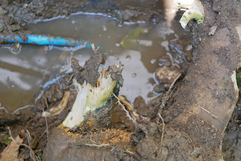 The Impact of Tree Roots on Water Lines 1 The Impact of Tree Roots on Water Lines